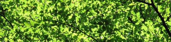 Orientierungslauf Orientierungslauf