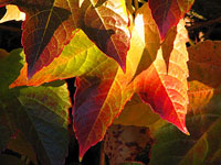 Herbst